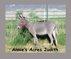 Annie's Acres Judith