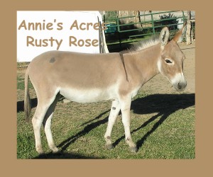 Annie's Acres Rusty Rose