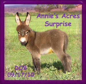 Annie's Acres Surprise