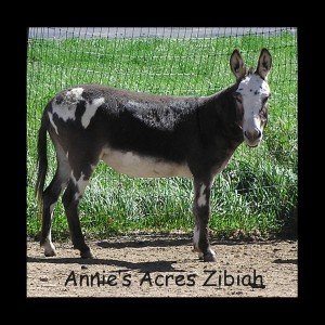 Annie's Acres Zibiah