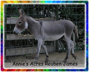 Annie's Acres Reuben James