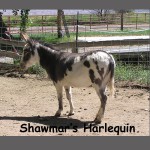 Shawmar's Harlequin