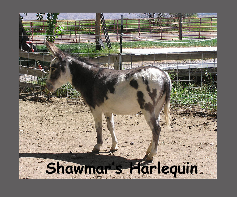 Shawmar's Harlequin
