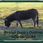 Hidden Creek's Ovaltine