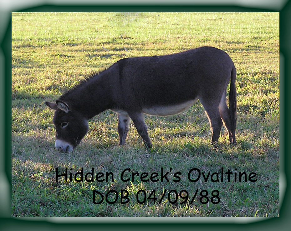 Hidden Creek's Ovaltine
