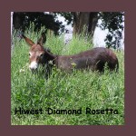 Hiwest Diamond Rosetta