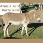 Annie's Acres Rusty Rose